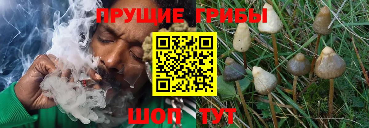 Псилоцибиновые грибы Cubensis  Вход с VPN  Череповец 